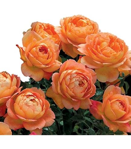 バラ苗　挿し木苗　明るいピンクのバラ Amazon.co.jp: 薔薇苗 バラ挿し木苗 中輪 濃いピンク 四季咲き